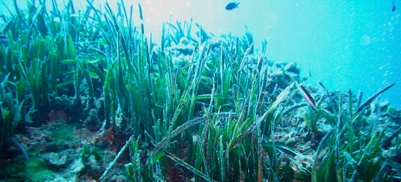 Dramatic loss of seagrass habitat under projected climate change (scientific article)