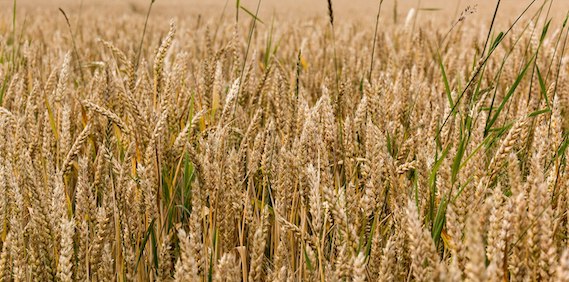 Climate resilience of the top ten wheat producers in the Mediterranean and the Middle East (article)