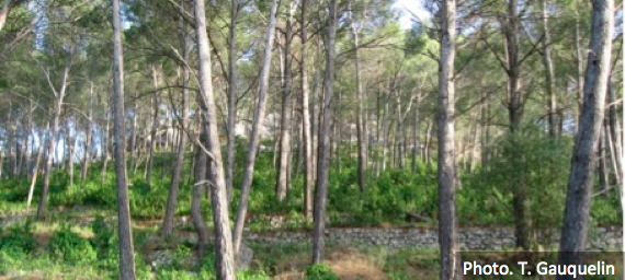 Read more about the article Mediterranean forests, land use and climate change