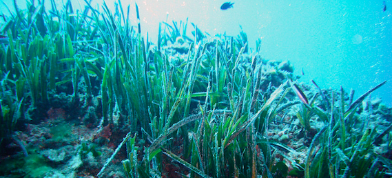 Seagrass Habitats