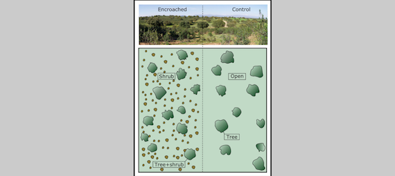 Read more about the article Mediterranean wood-pastures under climate change (article)