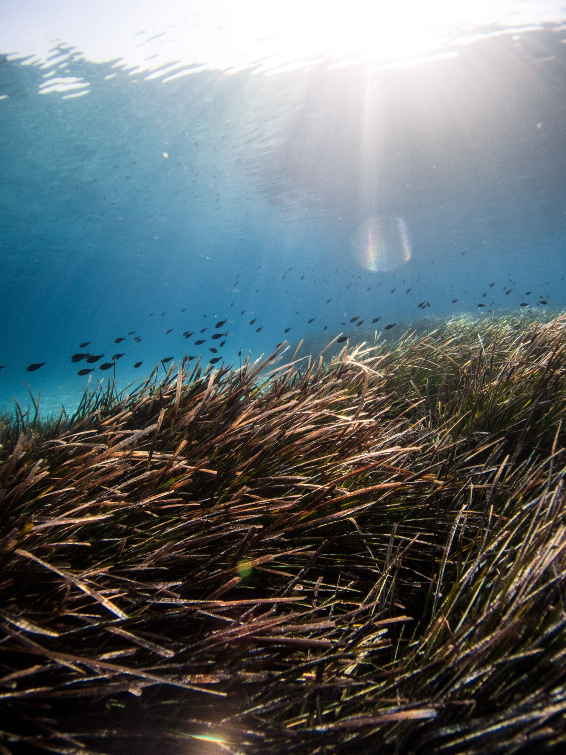 Read more about the article The State of the World’s Biodiversity for Food and Agriculture (FAO report)