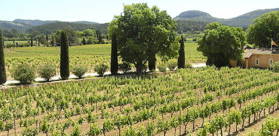 Read more about the article Vineyards in transition : grape producing regions under climate change