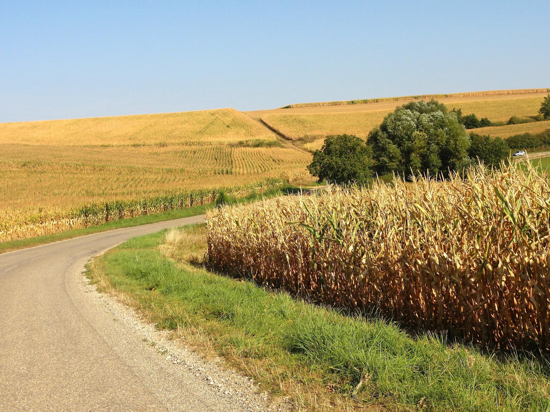 Read more about the article Long-term changes in greenhouse gas emissions from French agriculture and livestock (1852–2014) (article)