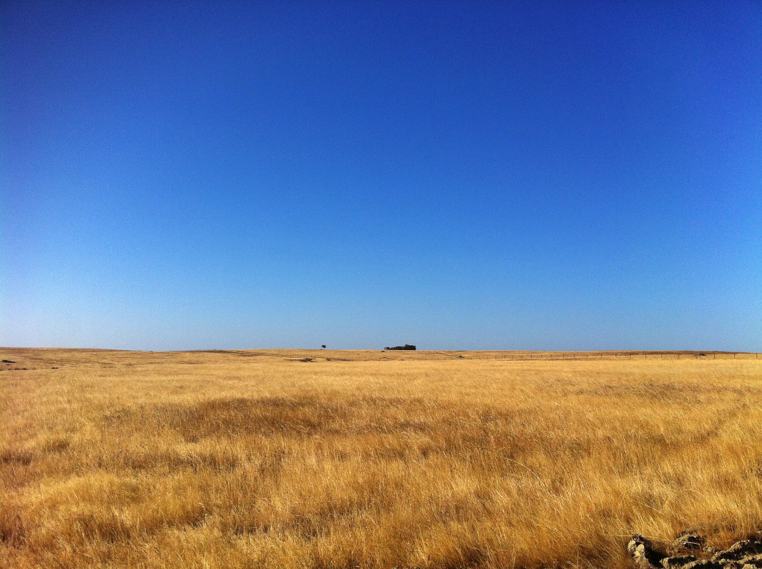 Read more about the article Effects of climate change and  adaptation options on winter wheat yield-Portugal (article)