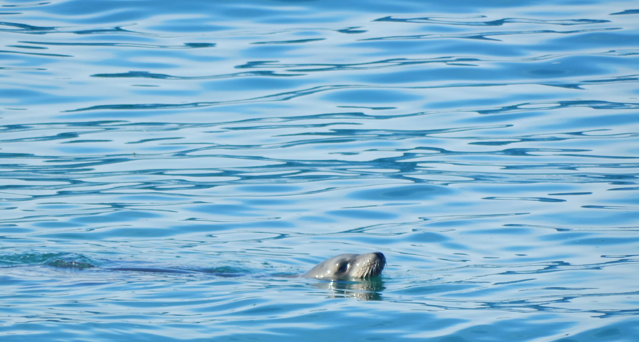 Read more about the article Towards 2020: how Mediterranean countries are performing to protect their sea (WWF report)