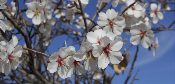 Read more about the article Blooming under Mediterranean climate: estimating chill and heat requirements of almond and apple trees (article)