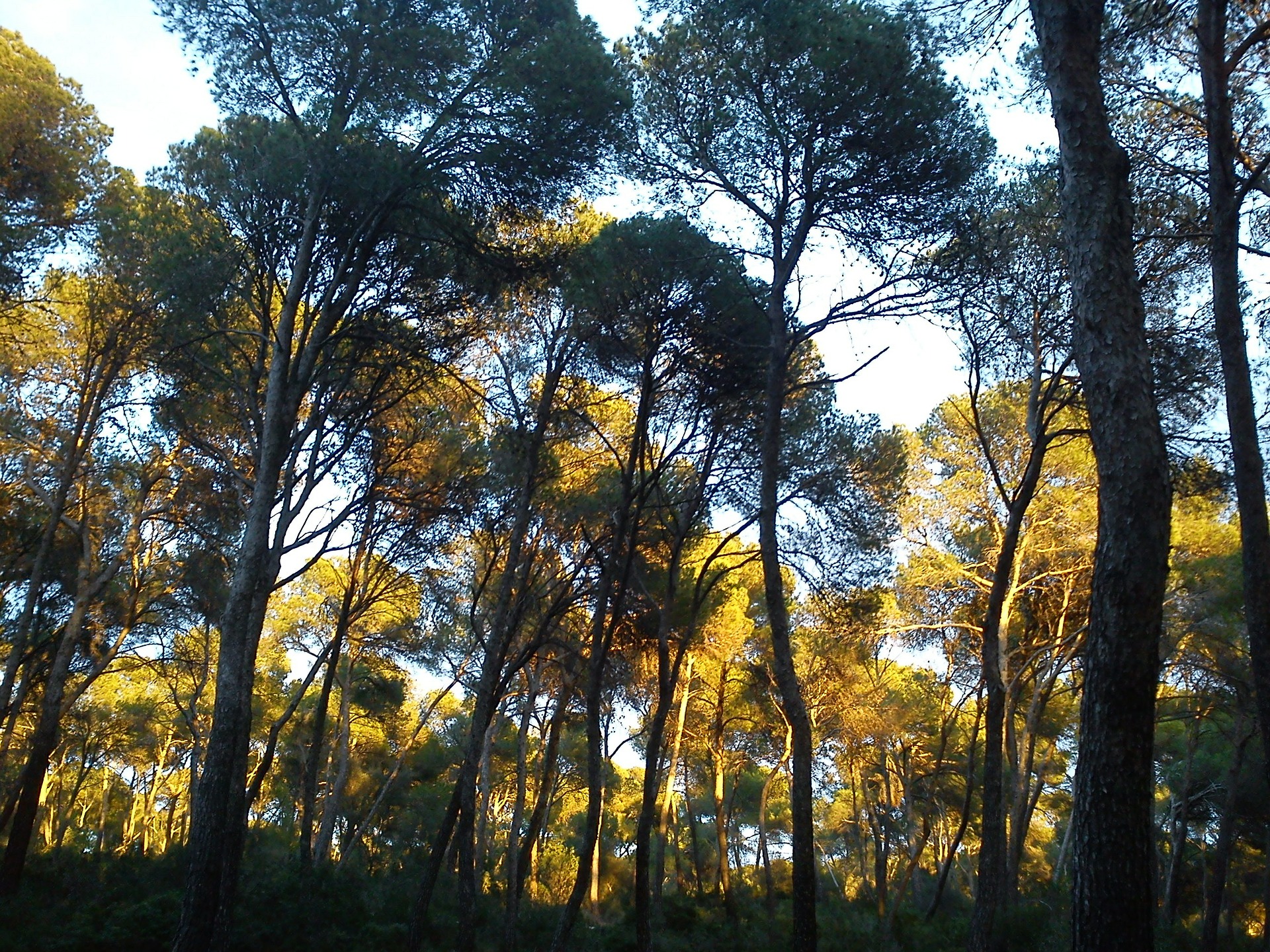 Read more about the article Future trade-offs and synergies among ecosystem services in Mediterranean forests under global change scenarios (article)