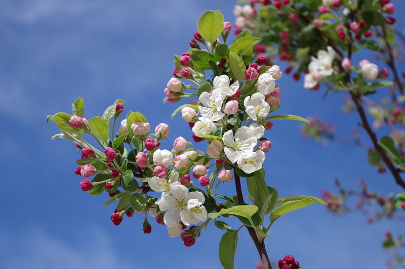 Read more about the article Blooming under Mediterranean climate  – chill and heat requirements of almond and apple trees