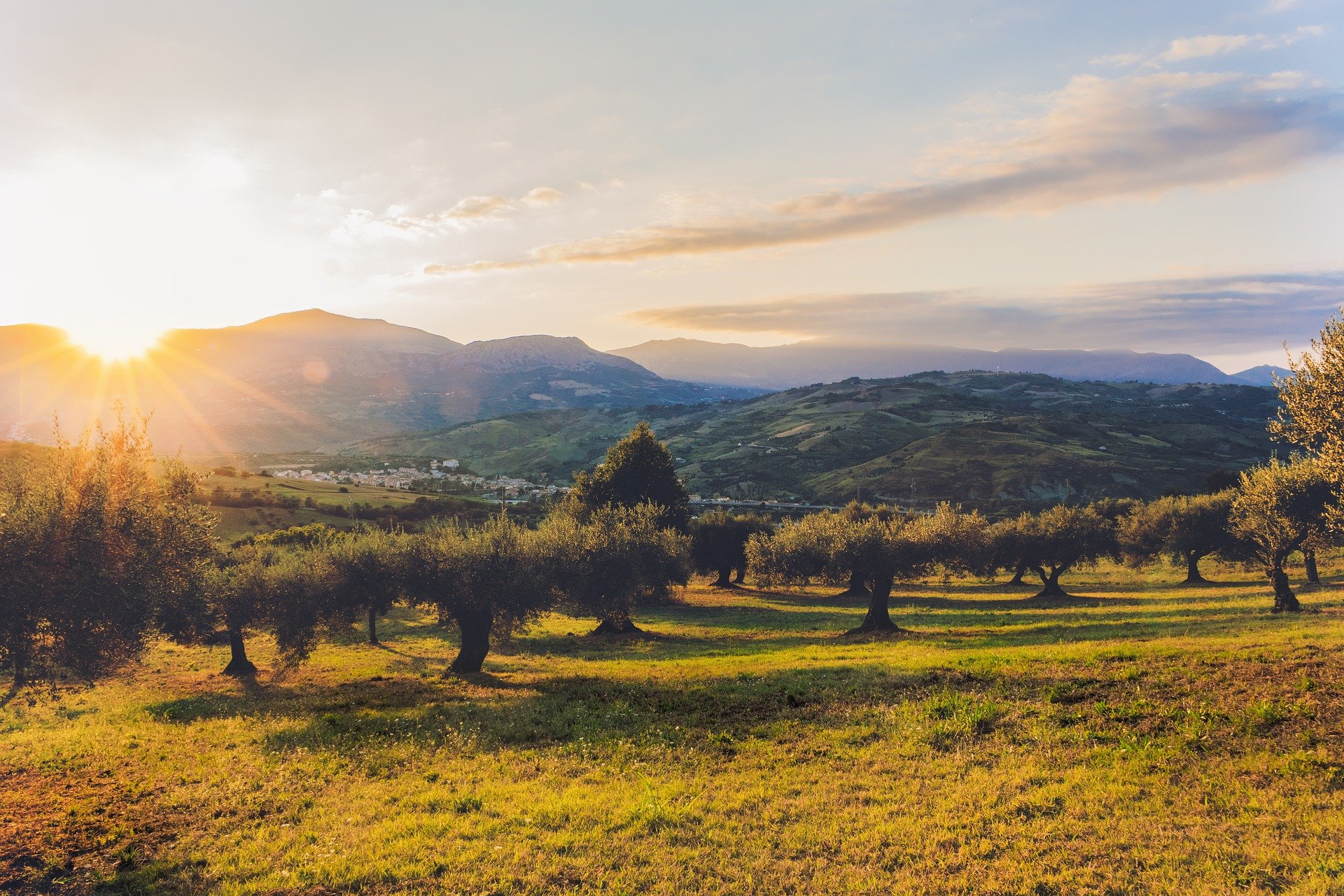 Read more about the article The effects of land-use changes in the Mediterranean Basin on local food systems