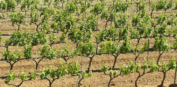 Read more about the article Challenges of viticulture adaptation to global change