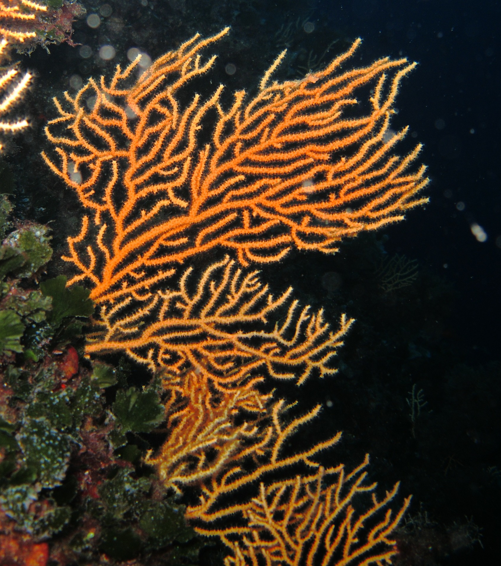 Read more about the article Sliding toward the collapse of Mediterranean coastal marine rocky ecosystems