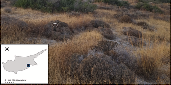 The possible role of Ziziphus lotus as an ecosystem engineer in semiarid landscapes (article)