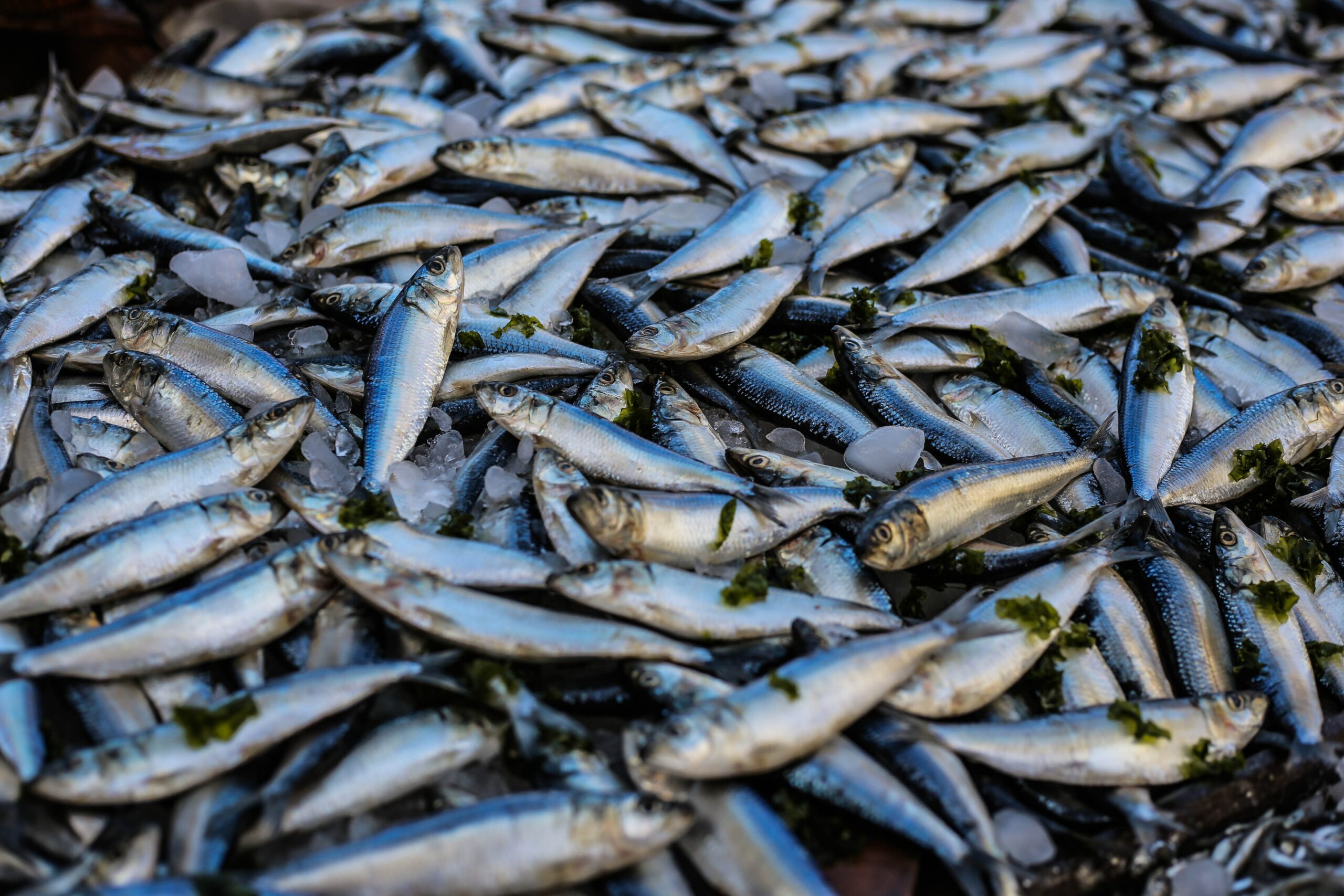 Read more about the article Contrasted patterns in climate change risk for Mediterranean fisheries