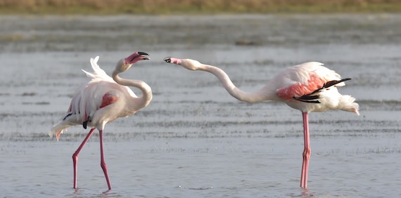 Read more about the article Main threats in Mediterranean coastal wetlands, the Ebro Delta case