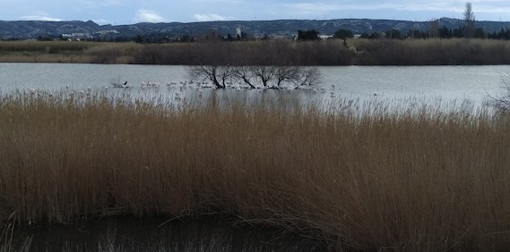 Read more about the article Wetland governance in the European Mediterranean region