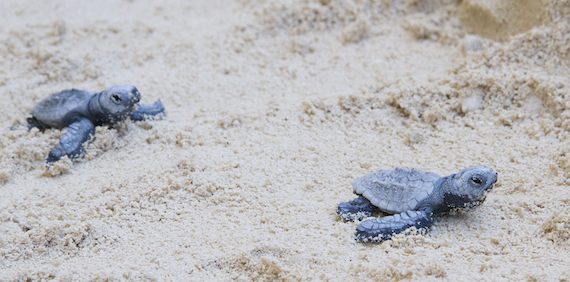 Read more about the article Loggerhead turtles in the French Mediterranean Sea