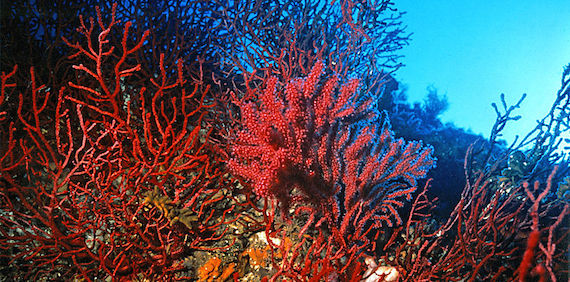 Read more about the article Climate crisis drives Mediterranean coral populations to collapse