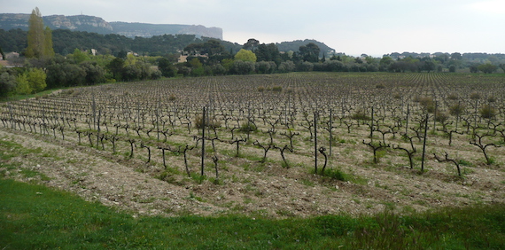 Read more about the article Towards irrigated Mediterranean vineyards more resilient and sustainable