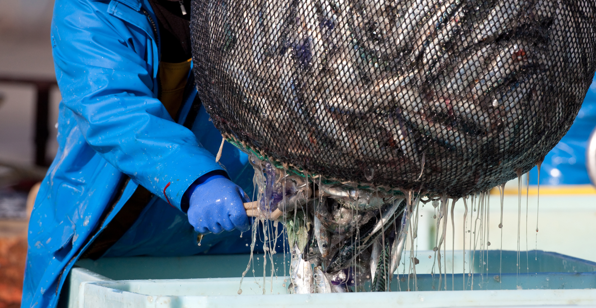 Fishery Med Fishnet Fishes