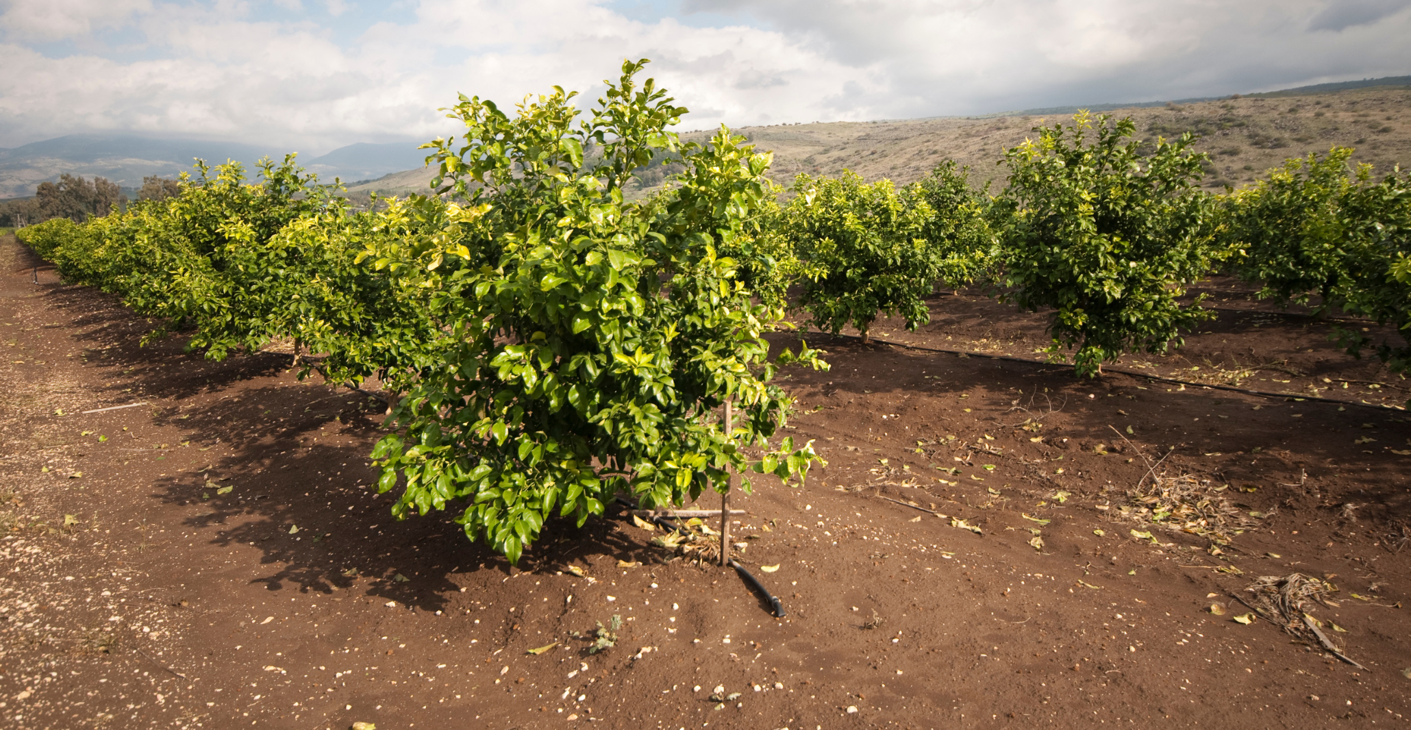 Read more about the article Potential for land and water management adaptations in Mediterranean croplands under climate change