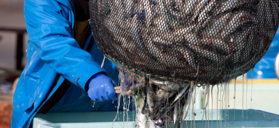Fishery Med Fishnet Fishes