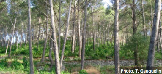 Forest_recolonisation
