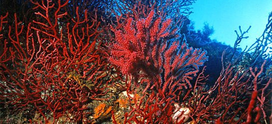 Paramuricea_clavata_(Risso,_1826)