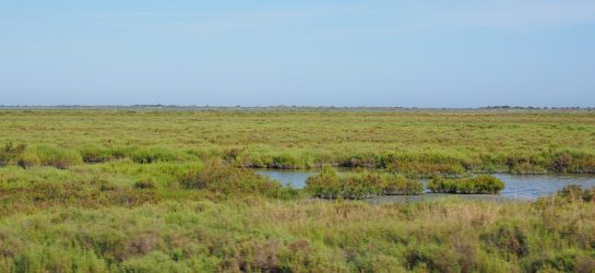 Wetland Camargue