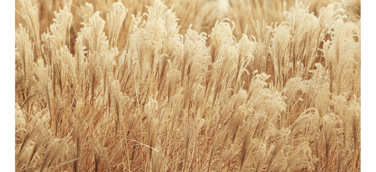 Wheat Food Agriculture