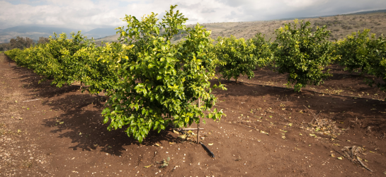 agriculture citrus orchad israel