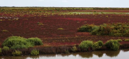 wetland camargue canva