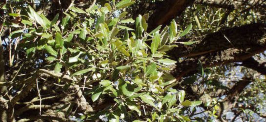 holm-oak