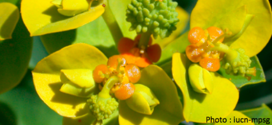 iucn-top50